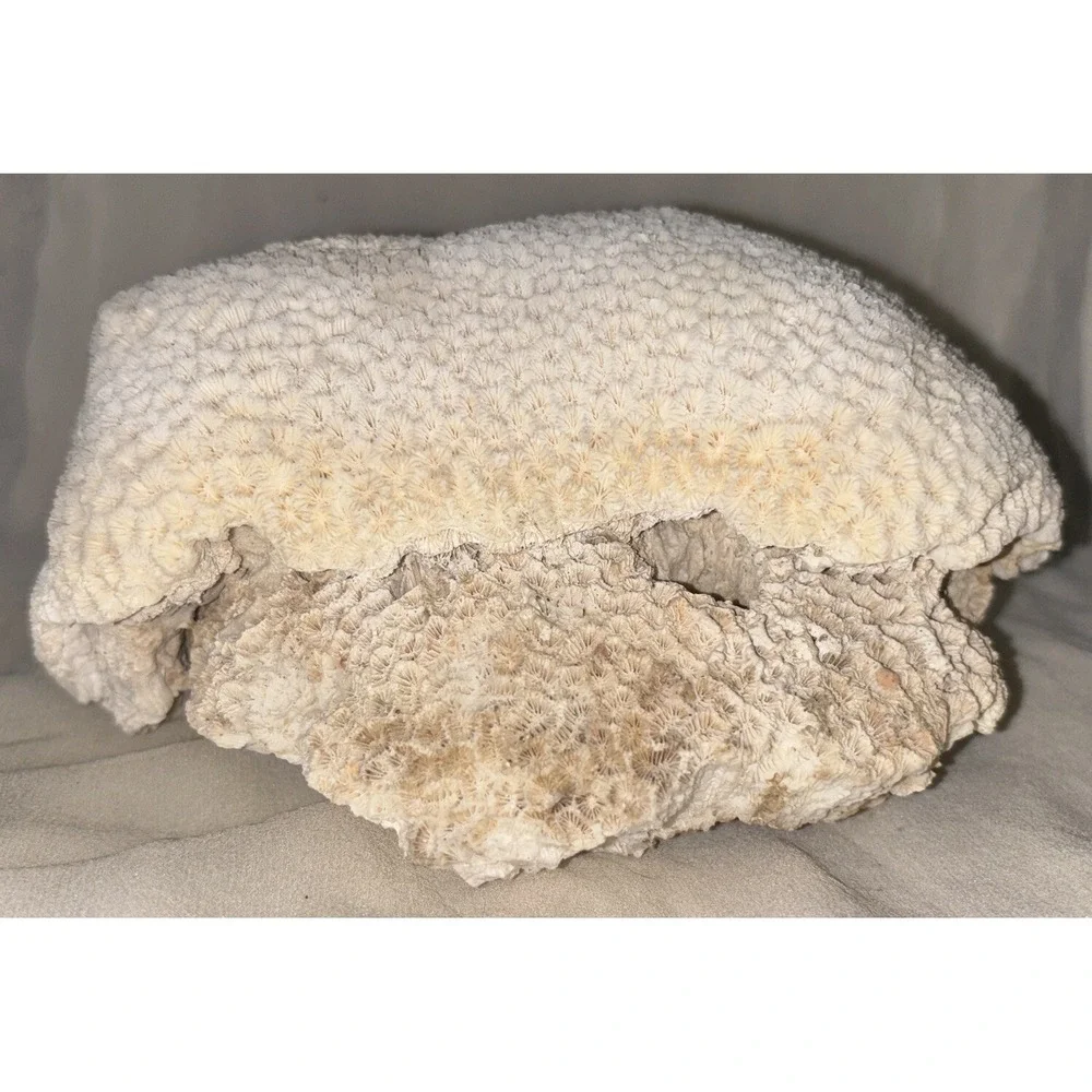 Star Brain‎ Coral Fossil Display/aquarium Decor Piece 6x7x4